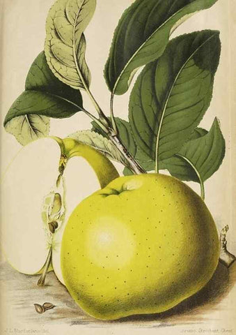Reproducción/Reproduction 49090328546: The florist and pomologist, and suburban gardener.. London :Published for the proprietors by Messrs. Kent & Co.,1880-. 