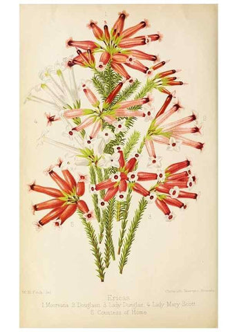 Reproducción/Reproduction 49090328986: The florist and pomologist, and suburban gardener.. London :Published for the proprietors by Messrs. Kent & Co.,1880-. 