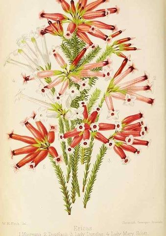 Reproducción/Reproduction 49090328986: The florist and pomologist, and suburban gardener.. London :Published for the proprietors by Messrs. Kent & Co.,1880-. 