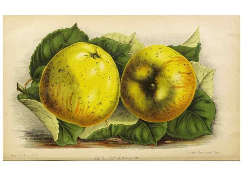 Reproducción/Reproduction 49090534187: The florist and pomologist, and suburban gardener.. London :Published for the proprietors by Messrs. Kent & Co.,1880-. 