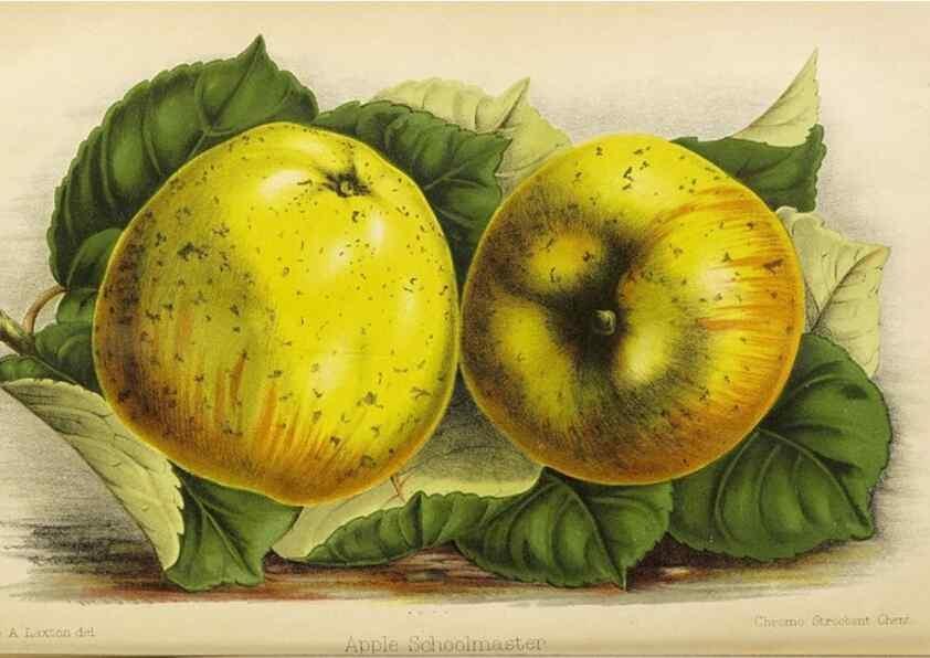 Reproducción/Reproduction 49090534187: The florist and pomologist, and suburban gardener.. London :Published for the proprietors by Messrs. Kent & Co.,1880-. 