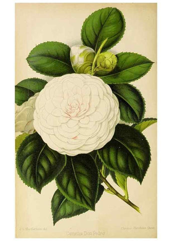 Reproducción/Reproduction 49089819843: The florist and pomologist, and suburban gardener.. London :Published for the proprietors by Messrs. Kent & Co.,1880-. 