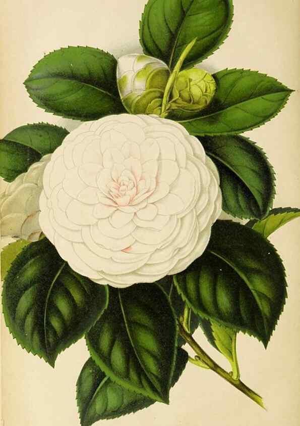 Reproducción/Reproduction 49089819843: The florist and pomologist, and suburban gardener.. London :Published for the proprietors by Messrs. Kent & Co.,1880-. 