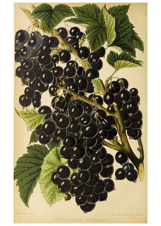 Reproducción/Reproduction 49090330256: The florist and pomologist, and suburban gardener.. London :Published for the proprietors by Messrs. Kent & Co.,1880-. 
