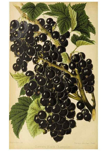 Reproducción/Reproduction 49090330256: The florist and pomologist, and suburban gardener.. London :Published for the proprietors by Messrs. Kent & Co.,1880-. 