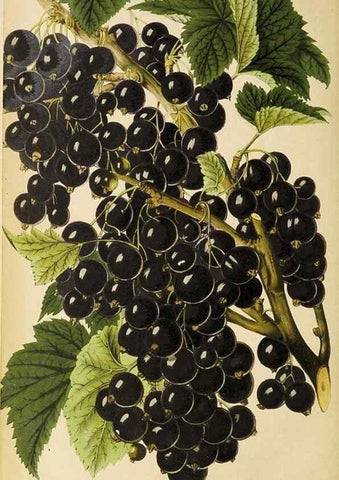 Reproducción/Reproduction 49090330256: The florist and pomologist, and suburban gardener.. London :Published for the proprietors by Messrs. Kent & Co.,1880-. 