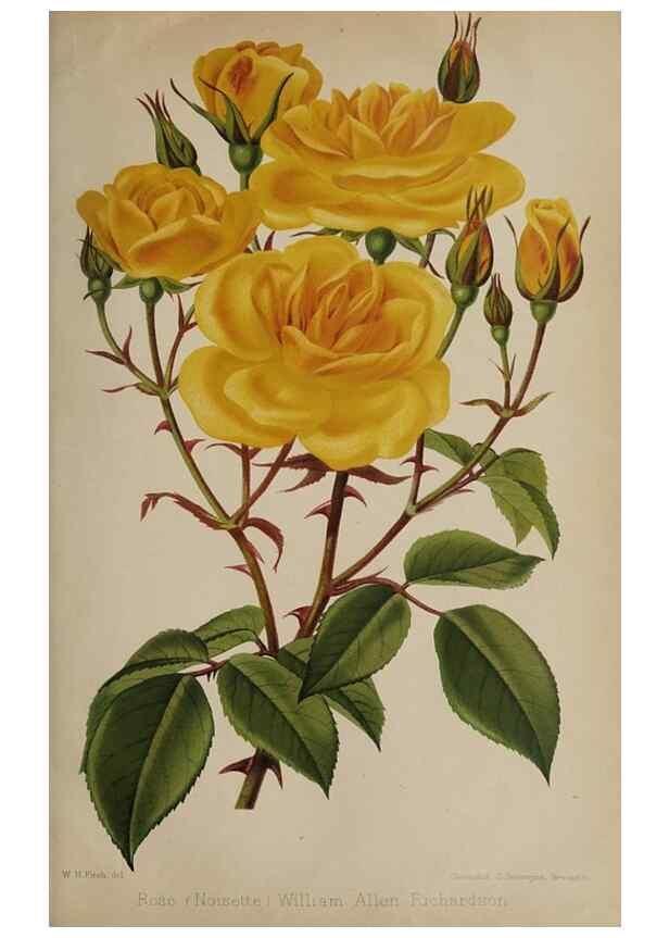 Reproducción/Reproduction 49090067918: The florist and pomologist, and suburban gardener.. London :Published for the proprietors by Messrs. Kent & Co.,1880-. 