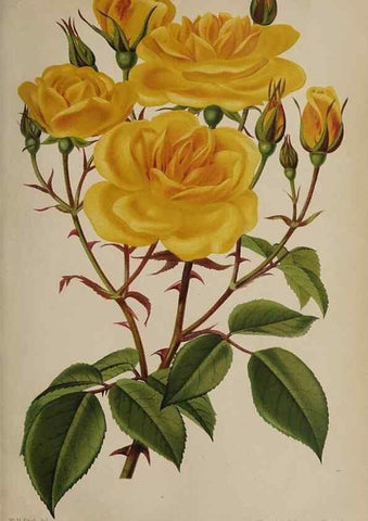 Reproducción/Reproduction 49090067918: The florist and pomologist, and suburban gardener.. London :Published for the proprietors by Messrs. Kent & Co.,1880-. 