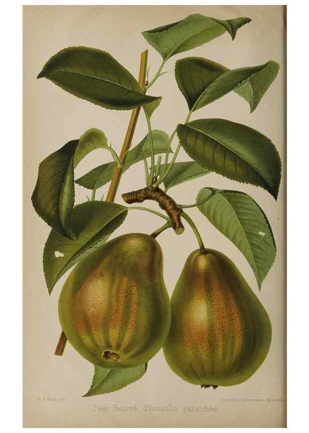 Reproducción/Reproduction 49090783012: The florist and pomologist, and suburban gardener.. London :Published for the proprietors by Messrs. Kent & Co.,1880-. 