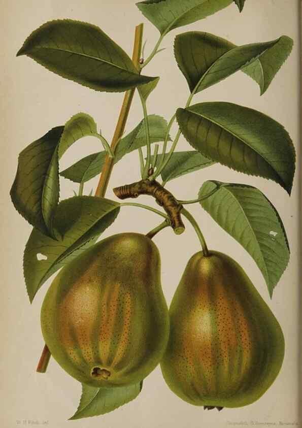 Reproducción/Reproduction 49090783012: The florist and pomologist, and suburban gardener.. London :Published for the proprietors by Messrs. Kent & Co.,1880-. 
