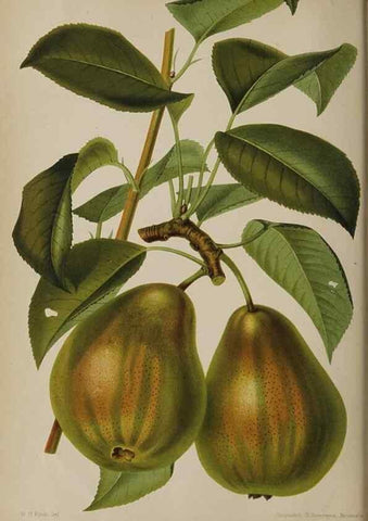 Reproducción/Reproduction 49090783012: The florist and pomologist, and suburban gardener.. London :Published for the proprietors by Messrs. Kent & Co.,1880-. 