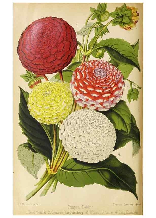 Reproducción/Reproduction 49089818343: The florist and pomologist, and suburban gardener.. London :Published for the proprietors by Messrs. Kent & Co.,1880-. 