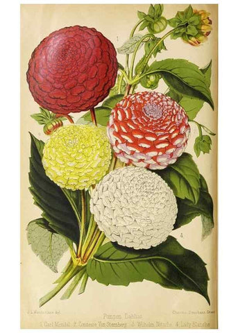 Reproducción/Reproduction 49089818343: The florist and pomologist, and suburban gardener.. London :Published for the proprietors by Messrs. Kent & Co.,1880-. 