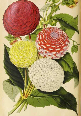 Reproducción/Reproduction 49089818343: The florist and pomologist, and suburban gardener.. London :Published for the proprietors by Messrs. Kent & Co.,1880-. 