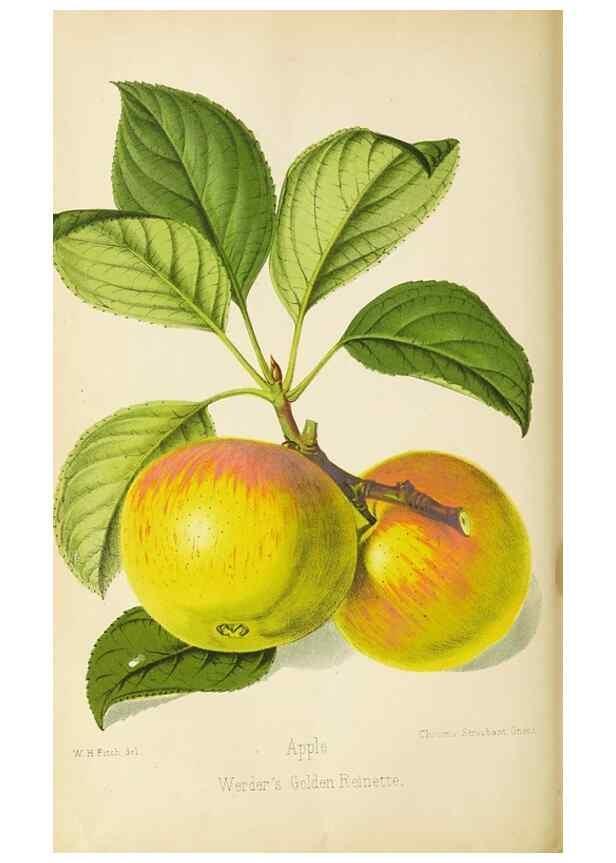 Reproducción/Reproduction 49089814693: The florist and pomologist, and suburban gardener.. London :Published for the proprietors by Messrs. Kent & Co.,1880-. 