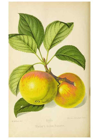 Reproducción/Reproduction 49089814693: The florist and pomologist, and suburban gardener.. London :Published for the proprietors by Messrs. Kent & Co.,1880-. 