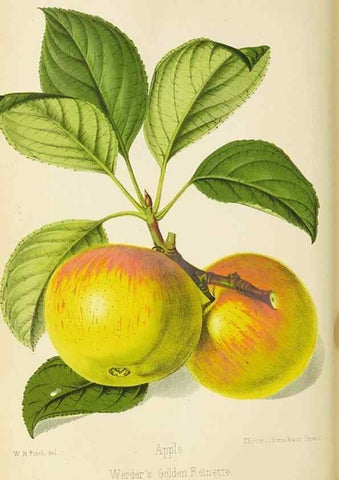 Reproducción/Reproduction 49089814693: The florist and pomologist, and suburban gardener.. London :Published for the proprietors by Messrs. Kent & Co.,1880-. 