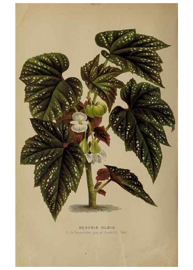 Reproducción/Reproduction 49090415188: The florist and pomologist, and suburban gardener.. London :Published for the proprietors by Messrs. Kent & Co.,1880-. 