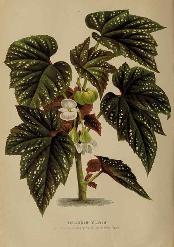 Reproducción/Reproduction 49090415188: The florist and pomologist, and suburban gardener.. London :Published for the proprietors by Messrs. Kent & Co.,1880-. 