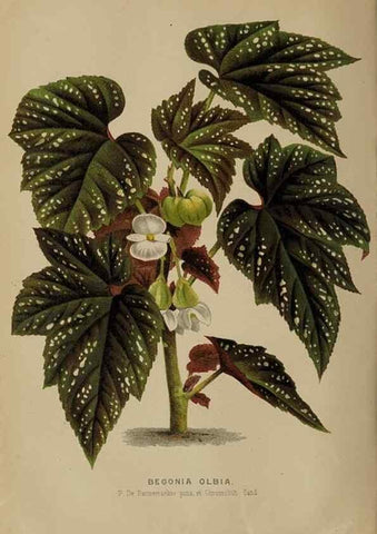 Reproducción/Reproduction 49090415188: The florist and pomologist, and suburban gardener.. London :Published for the proprietors by Messrs. Kent & Co.,1880-. 
