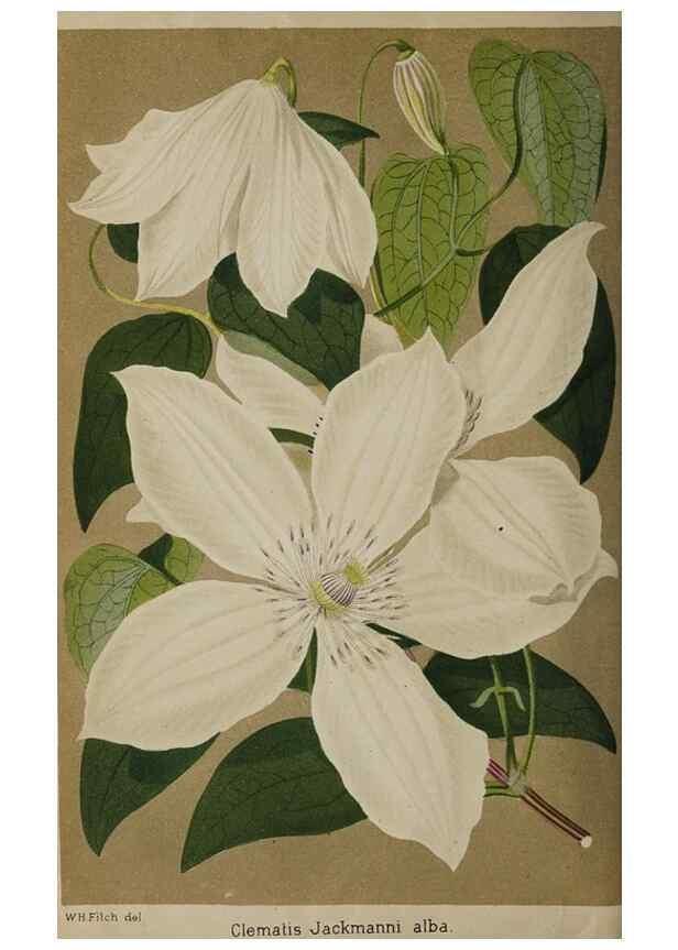 Reproducción/Reproduction 49090927016: The florist and pomologist, and suburban gardener.. London :Published for the proprietors by Messrs. Kent & Co.,1880-. 
