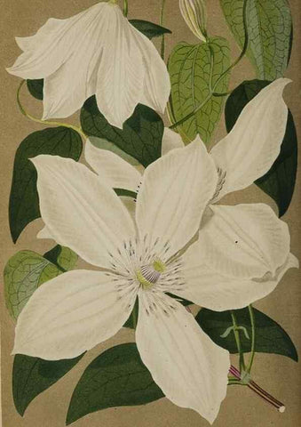 Reproducción/Reproduction 49090927016: The florist and pomologist, and suburban gardener.. London :Published for the proprietors by Messrs. Kent & Co.,1880-. 
