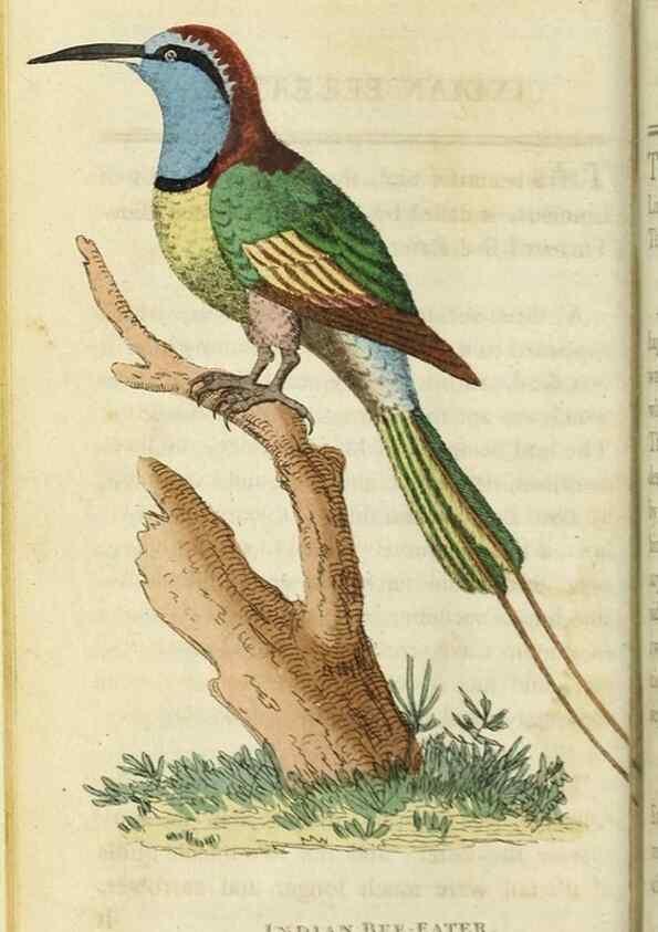 Reproducción/Reproduction 49090841318: The Naturalist's Pocket Magazine or compleat cabinet of the curiosities and beauties of nature.. London.. 