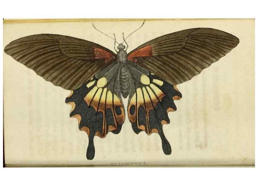 Reproducción/Reproduction 49090841583: The Naturalist's Pocket Magazine or compleat cabinet of the curiosities and beauties of nature.. London.. 