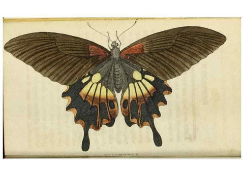 Reproducción/Reproduction 49090841583: The Naturalist's Pocket Magazine or compleat cabinet of the curiosities and beauties of nature.. London.. 