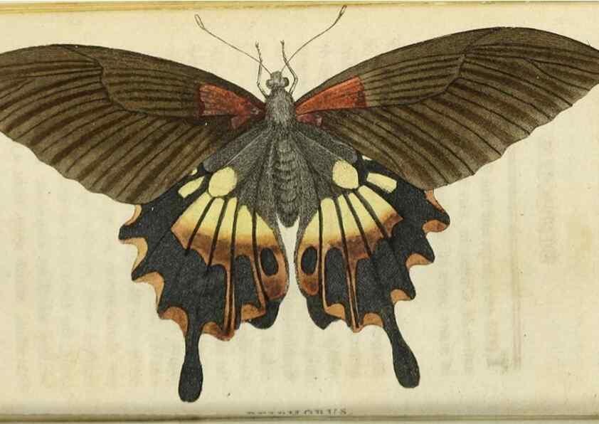 Reproducción/Reproduction 49090841583: The Naturalist's Pocket Magazine or compleat cabinet of the curiosities and beauties of nature.. London.. 