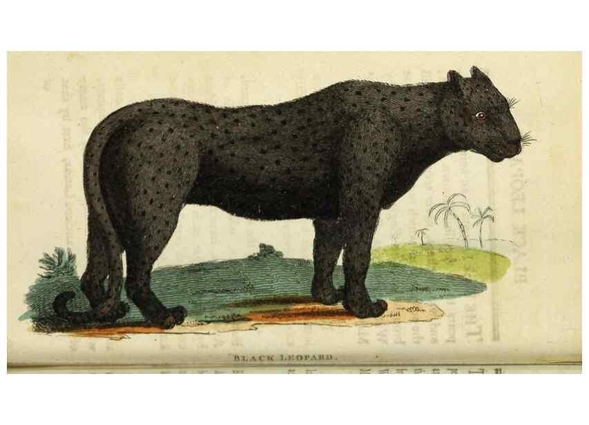 Reproducción/Reproduction 49091353991: The Naturalist's Pocket Magazine or compleat cabinet of the curiosities and beauties of nature.. London.. 