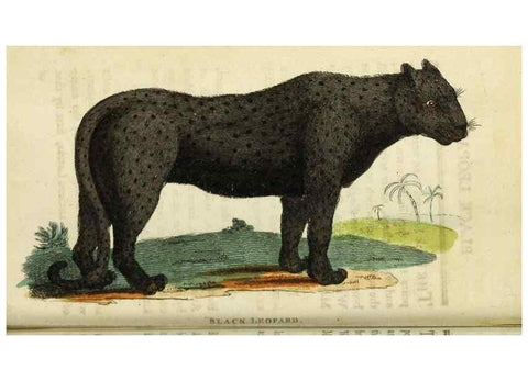 Reproducción/Reproduction 49091353991: The Naturalist's Pocket Magazine or compleat cabinet of the curiosities and beauties of nature.. London.. 