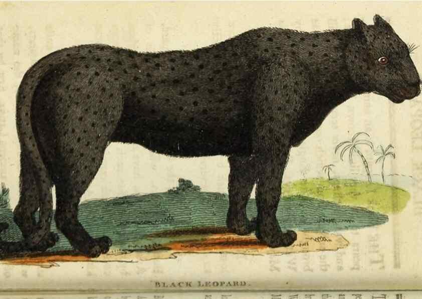 Reproducción/Reproduction 49091353991: The Naturalist's Pocket Magazine or compleat cabinet of the curiosities and beauties of nature.. London.. 