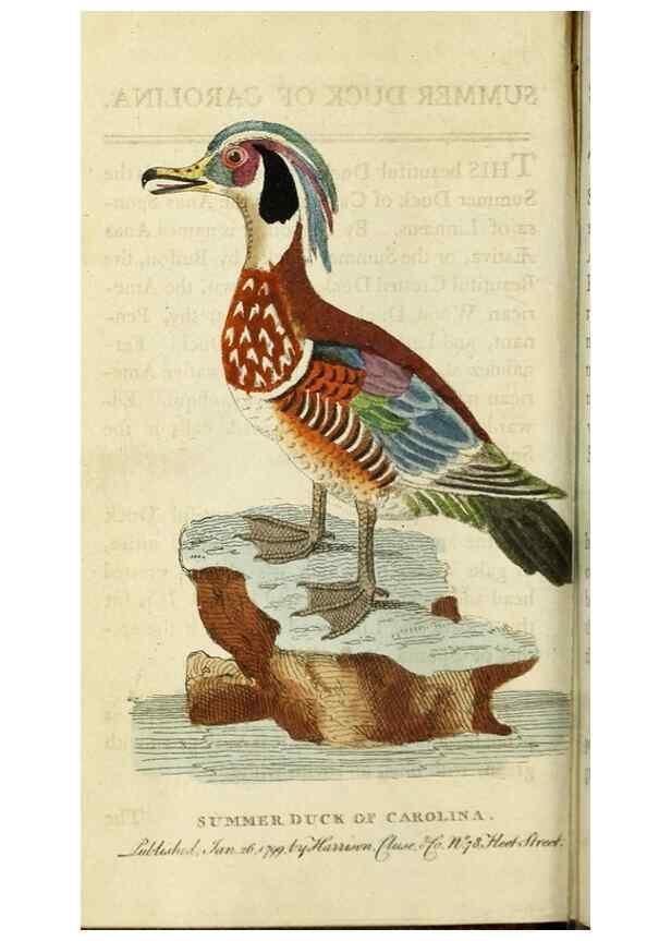 Reproducción/Reproduction 49091354241: The Naturalist's Pocket Magazine or compleat cabinet of the curiosities and beauties of nature.. London.. 