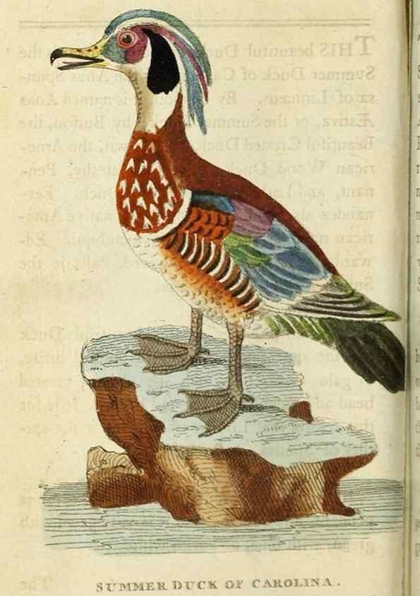 Reproducción/Reproduction 49091354241: The Naturalist's Pocket Magazine or compleat cabinet of the curiosities and beauties of nature.. London.. 