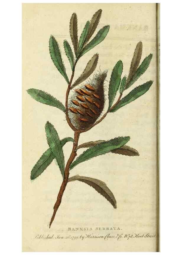 Reproducción/Reproduction 49091354806: The Naturalist's Pocket Magazine or compleat cabinet of the curiosities and beauties of nature.. London.. 