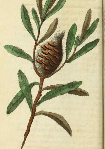 Reproducción/Reproduction 49091354806: The Naturalist's Pocket Magazine or compleat cabinet of the curiosities and beauties of nature.. London.. 