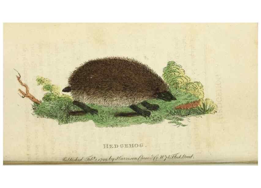Reproducción/Reproduction 49091557932: The Naturalist's Pocket Magazine or compleat cabinet of the curiosities and beauties of nature.. London.. 