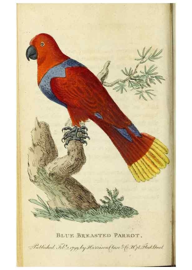 Reproducción/Reproduction 49091355561: The Naturalist's Pocket Magazine or compleat cabinet of the curiosities and beauties of nature.. London.. 