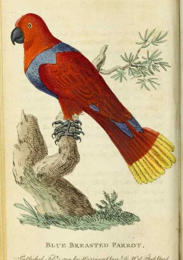 Reproducción/Reproduction 49091355561: The Naturalist's Pocket Magazine or compleat cabinet of the curiosities and beauties of nature.. London.. 