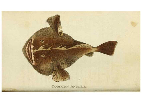Reproducción/Reproduction 49090844088: The Naturalist's Pocket Magazine or compleat cabinet of the curiosities and beauties of nature.. London.. 