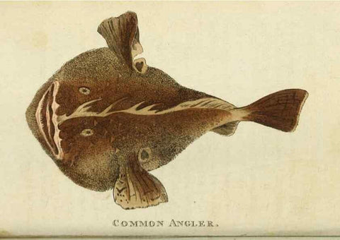 Reproducción/Reproduction 49090844088: The Naturalist's Pocket Magazine or compleat cabinet of the curiosities and beauties of nature.. London.. 