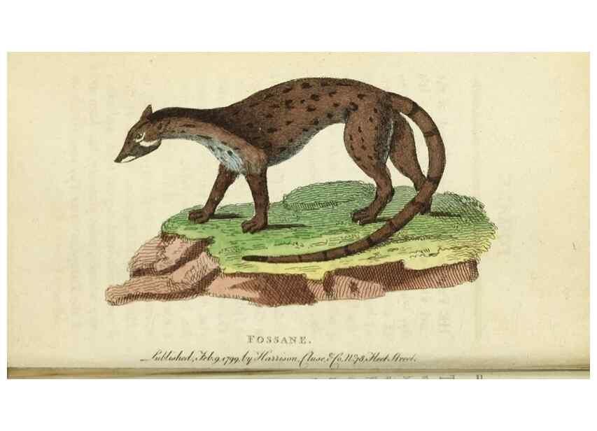 Reproducción/Reproduction 49090844503: The Naturalist's Pocket Magazine or compleat cabinet of the curiosities and beauties of nature.. London.. 