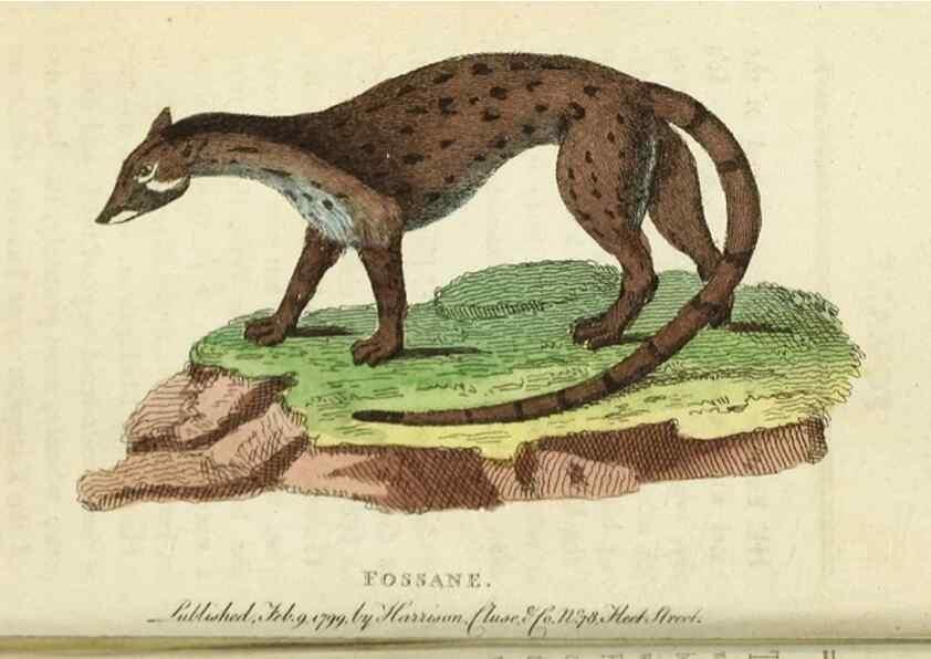 Reproducción/Reproduction 49090844503: The Naturalist's Pocket Magazine or compleat cabinet of the curiosities and beauties of nature.. London.. 