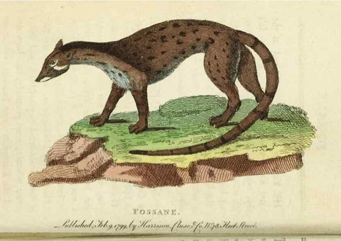 Reproducción/Reproduction 49090844503: The Naturalist's Pocket Magazine or compleat cabinet of the curiosities and beauties of nature.. London.. 