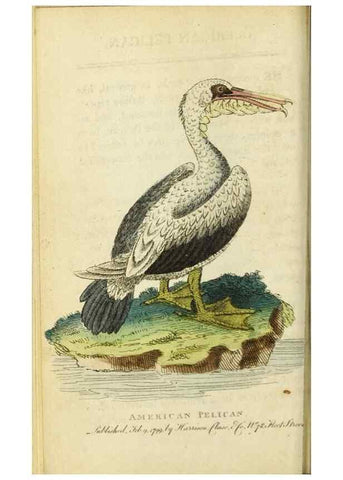 Reproducción/Reproduction 49091559247: The Naturalist's Pocket Magazine or compleat cabinet of the curiosities and beauties of nature.. London.. 