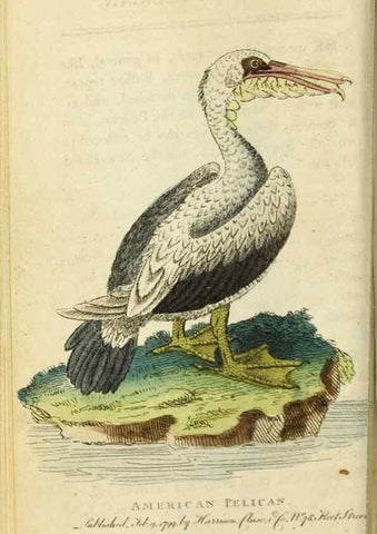 Reproducción/Reproduction 49091559247: The Naturalist's Pocket Magazine or compleat cabinet of the curiosities and beauties of nature.. London.. 