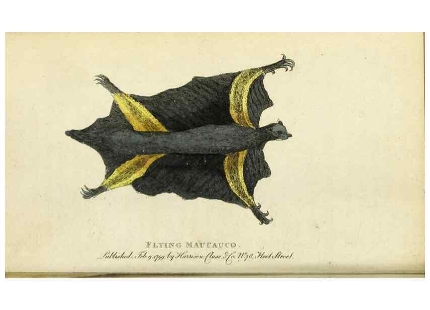 Reproducción/Reproduction 49091356941: The Naturalist's Pocket Magazine or compleat cabinet of the curiosities and beauties of nature.. London.. 