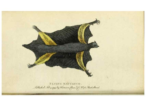 Reproducción/Reproduction 49091356941: The Naturalist's Pocket Magazine or compleat cabinet of the curiosities and beauties of nature.. London.. 