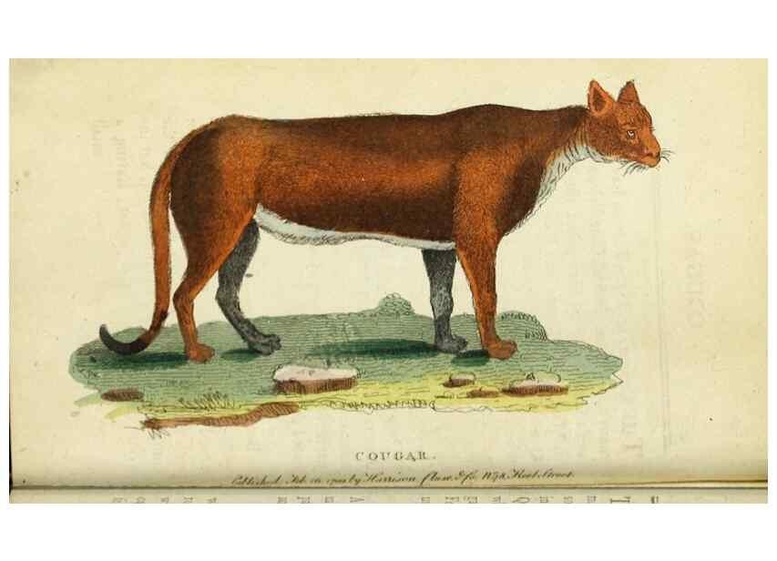 Reproducción/Reproduction 49090845528: The Naturalist's Pocket Magazine or compleat cabinet of the curiosities and beauties of nature.. London.. 